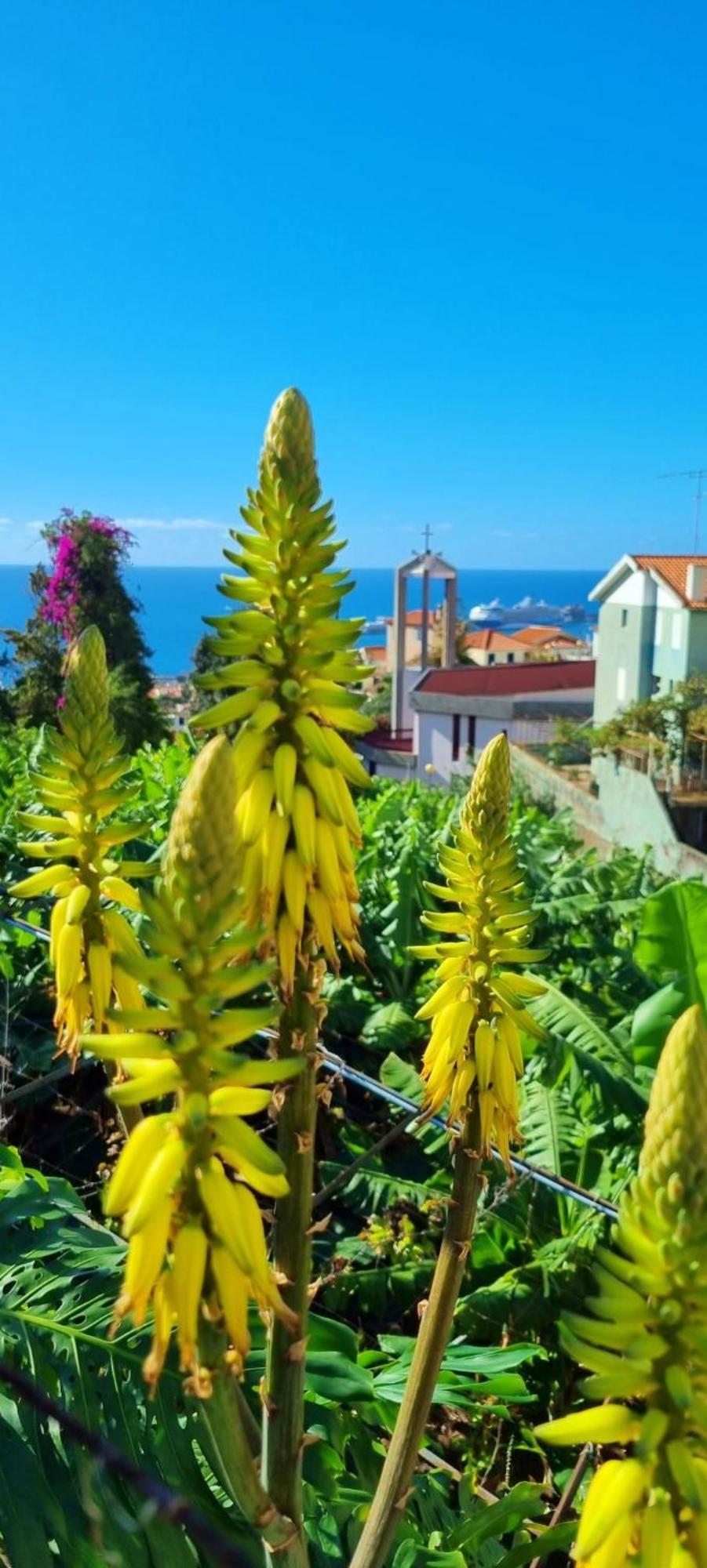 Villa Catanho Funchal  Esterno foto